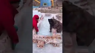 Making ice cubes #survival #realsnow #survivalbuilds #winterchallenge