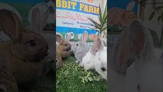 SAFE Rabbit Farms The Most Trusted Company In Rabbit Farm Industry (Alhamdu lillah)