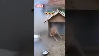 hahaha can't stop laughing duck vs dog prank #funny #prank #dog #duck #haha #shorts
