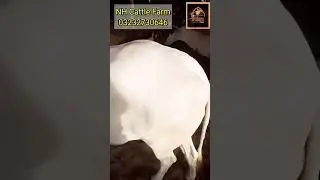 Beautiful Cattle | Cow For Sale #cow #mandi #maweshimandi #shorts #qurbanistatus #malircattlemandi