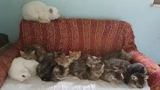 Tantissimi gatti! I video degli iscritti di 