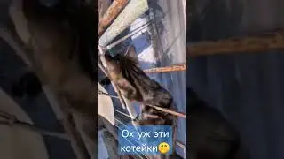 Эти смешные котики))
