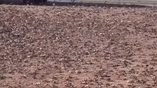 Nevada confronts invasion of blood-red crickets