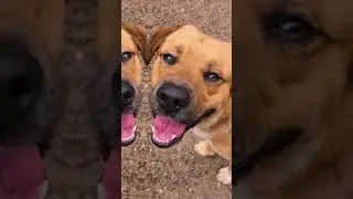 Dogs of Crossed Paws Animal Shelter