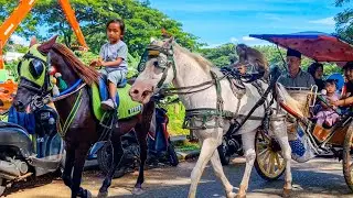 NAIK DELMAN ISTIMEWA | HORSE - KUDA DELMAN | KUDA
