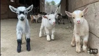 Catch beautiful goat baby world cute chickens colorful chickens ducks baby rabbit baby video 2026
