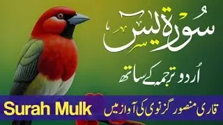 Surah Yaseen With Urdu Translation By Qari Mansoor Ghaznawi I Urdu And Hindi Tarjuma Episode 121
