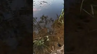 Sikający małż / Peeing mussel