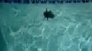 RC Submarines - filmed from above and below!