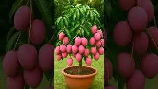 Propagate Your Mango Tree Crazy Fast Using Onion! 🥭 #shorts