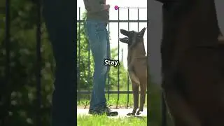 Training Tips with My Dog: Mastering Basic Commands! #dog #pets #doggywalks