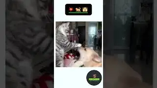 Animals Funny Moments. 36 @Snickersdaily  #funnyvideo #youtubeshorts#funnymoment #funnyclip