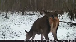 CHMARA JELENI! ZIMOWY CZAS! #fotopułapka #trailcam #deer #deerseason #dzikaprzyroda #dzikiezwierzęta