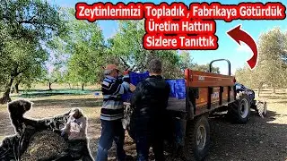 Zeytinlerimizi topladık, Fabrikaya götürdük | ZEYTİNYAĞI NASIL ÜRETİLİR TÜM HATLARIYLA GÖRÜNTÜLEDİK.