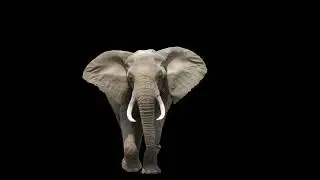 a new elephant coming to dumbo's circus!