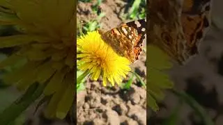 Удивительное рядом 🦋 Бабочка Данаида монарх