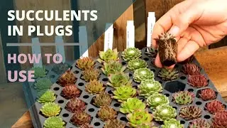 Succulent Plug Trays 101 -  What They Are and How to Use Them