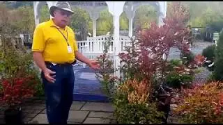 What Fall Plants Add Autumn Color