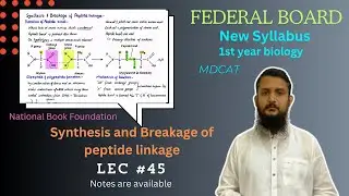 synthesis and breakage of peptide linkage