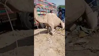 تحدٍّ في الصحراء: نقلُ ناقةٍ إلى العربة
