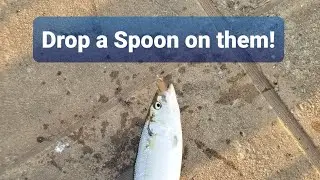 Spooning for Skipjack Herring
