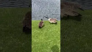 Happy Honking Monday #geese #nature #goose