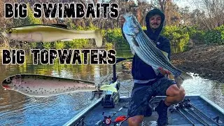 San Joaquin River Striper Fishing | BIG Baits For BIG Fall River Striper | Megabass Magdraft