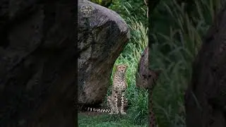 Cheetah &ndash; Speed Masters of the Savannah | Relaxing 4K Wildlife Documentary with Music #AnimalHQ