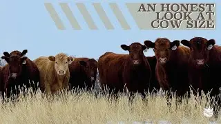 Ranch Stewards Podcast: An Honest Look at Cow Size