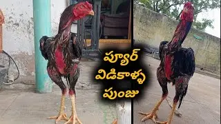 ప్యూర్ విడికాళ్ళ పుంజు  :  95021 10149