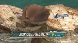G&iacute;rgolas para los valles patag&oacute;nicos
