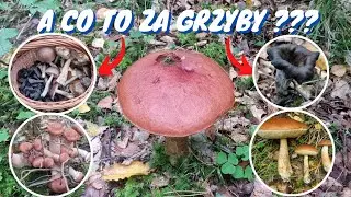 Jakie grzyby można teraz namierzyć ? Grzybobranie w lasach liściastych. woj. pomorskie 23.09.2021