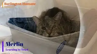 Burlington Humane's Featured Pet:  Merlin (Learning to Trust)
