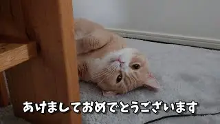 正月猫　うりちゃん１２１