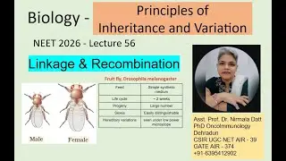 NEET PYQs explained Morgan linkage & gene map Class 12  Chapter Genetics #neet #neet2026 #genetics 