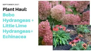 EPIC PLANT HAUL!!! // Bobo Hydrangea // Little Lime Hydrangea / Cone Flower Mix / Munstead Lavender
