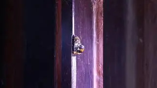 BeePorn
