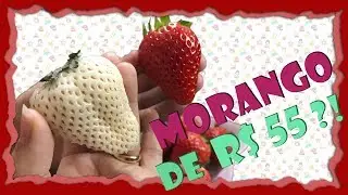 PROVAMOS UM MORANGO DE 55 REAIS | FRUTAS NO JAPÃO | MORANGO BRANCO
