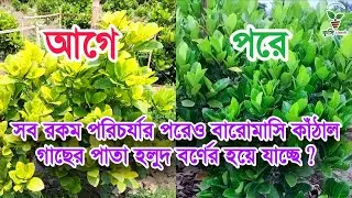 বারোমাসি কাঁঠাল চাষ পদ্ধতি! All time jackfruit farming in India!! #jackfruit