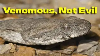 Levantine Viper Encounter | Safe Capture and Release of a Venomous Snake