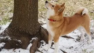 Milo the Shiba - First Snow
