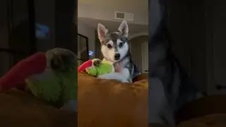 Is that an Alaskan Klee Kai? #husky #puppy #shorts #kleekai