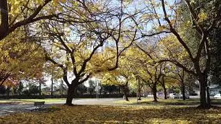Real Autumn Leaves and Wind at a Park 🍂  Fall Season Ambience ASMR 🍁