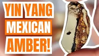 Yin and Yang Mexican Amber!! ☯️