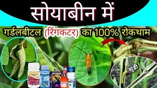 Soybean me girdle beetle ki best dawai | सोयाबीन में गर्डल बिटल की रोकथाम, Ring Cutter ki Best Dawai