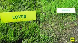 Semillas Fito' Turfgrass_  New Trial Plots C3 in Cabrera de Mar