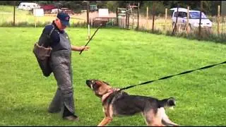 Security Dog Training - GSD 