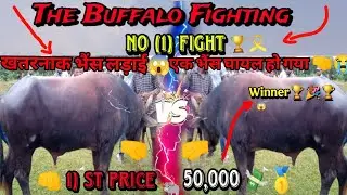 The Buffalo fighting || My Village Side Fighting Video || खतरनाक भैंस लड़ाई 😱 1)st prices 50,000 