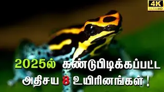 8 amazing creatures discovered in 2025! #wildwonderstamil #creatures