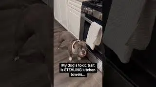 Dogs with attitude🤣🤣🥰#dog#funny#funnyanimals#funnypets#animals &nbsp;&nbsp;#pet &nbsp;#foryou &nbsp;#longervideos
